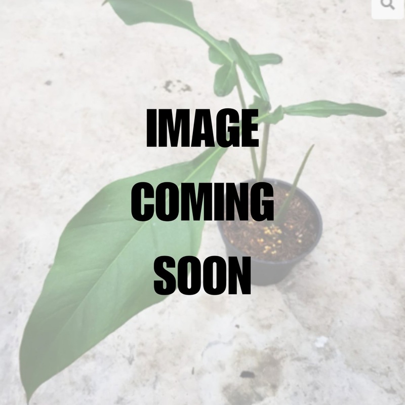 Philodendron Joepii – Rare Joepii Philodendron