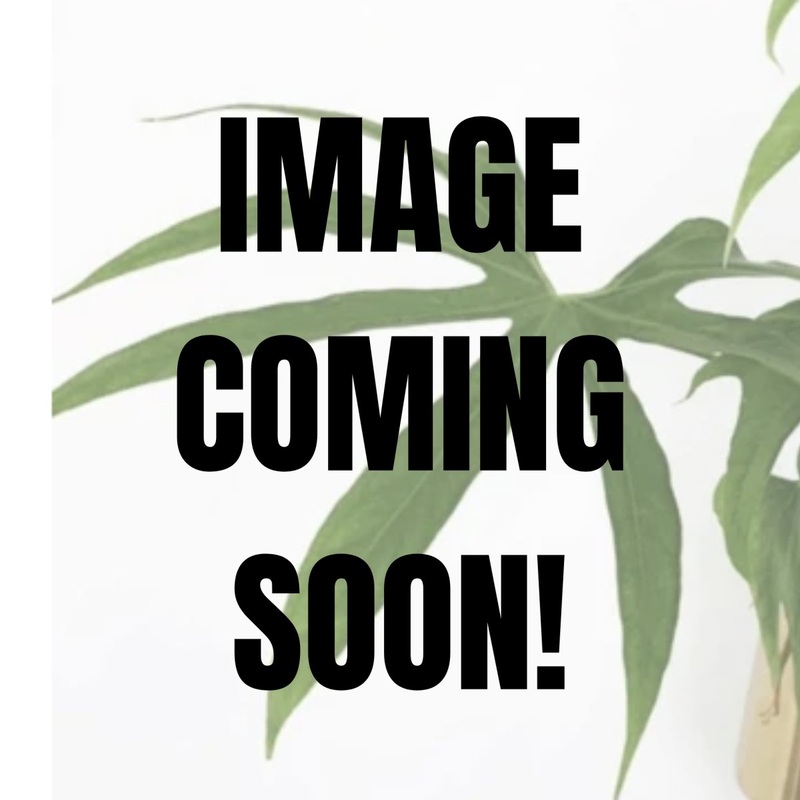 Philodendron mayoi|4″ Nursery Pot