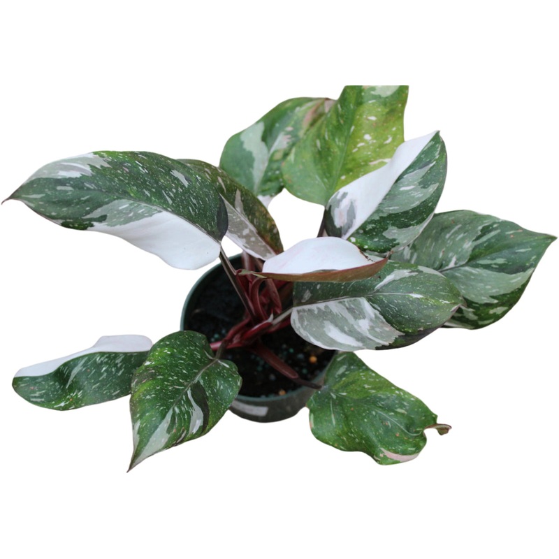 Philodendron Red Medusa  Rare Variegated Hybrid