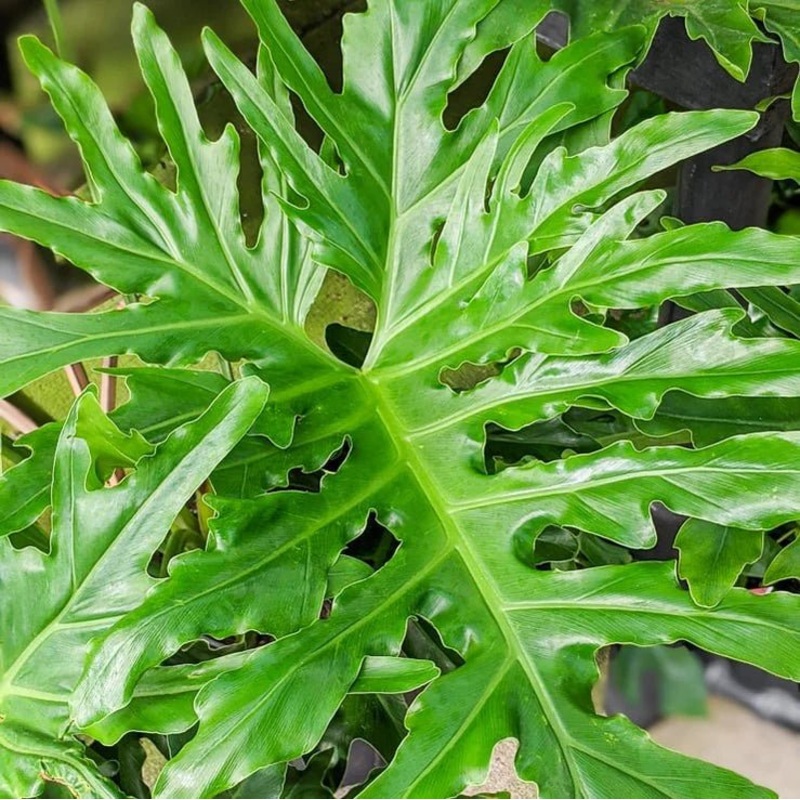 Philodendron selloum – Split Leaf Philodendron Floor Plant