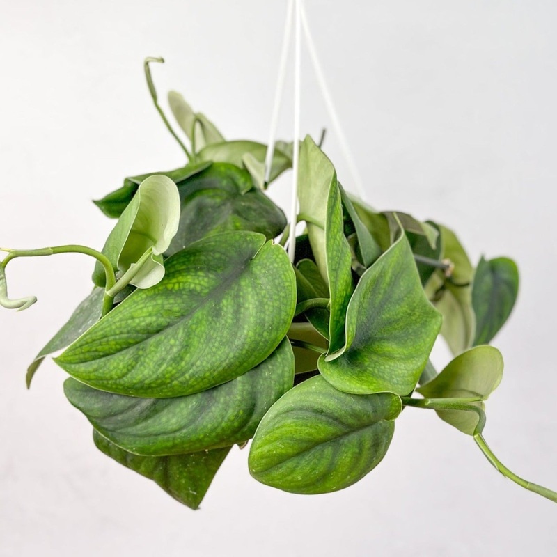 Scindapsus pictus Jade – Green Scindapsus Hanging Basket