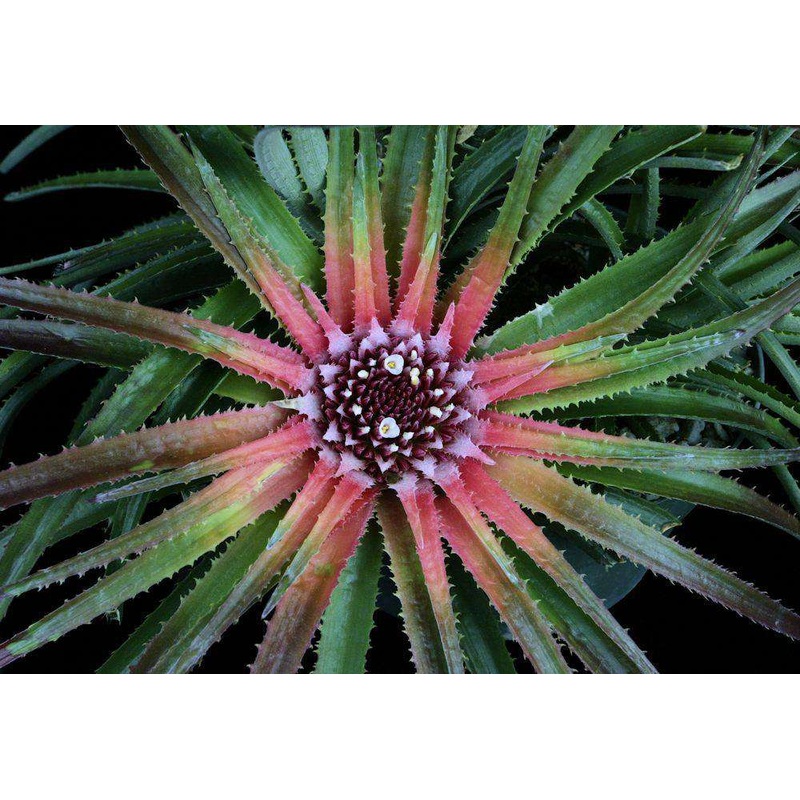 Sincoraea albopicta|Offset|5-inch Pot