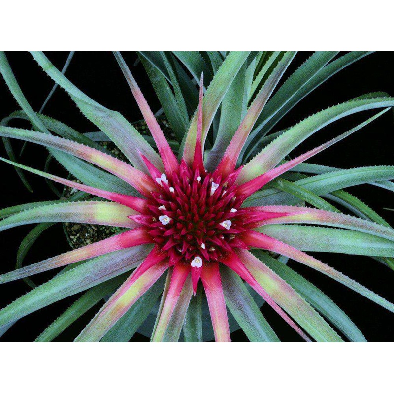 Sincoraea burlemarxii DJC2003|Offset