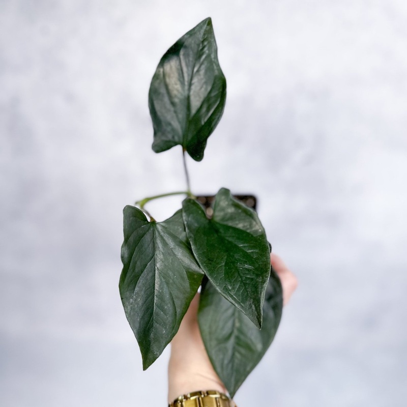 Syngonium erythrophyllum ‘Llano-Carti Road’ – 4.5 Inch Hanging Basket