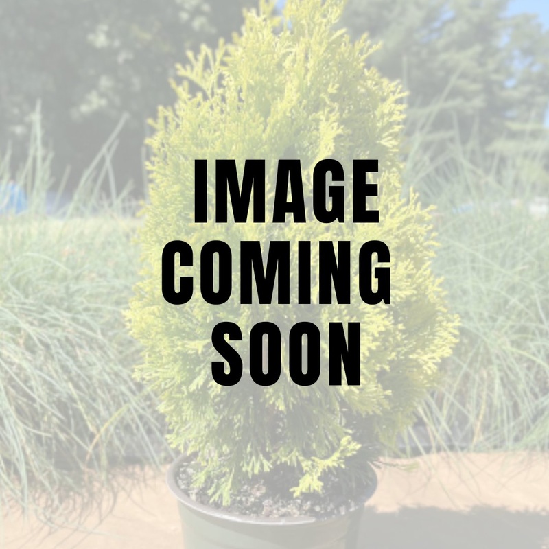Thuja Jantar – Emerald Gold Arborvitae