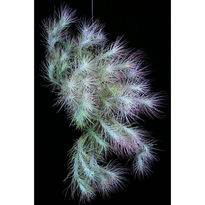 Tillandsia funckiana clone #12