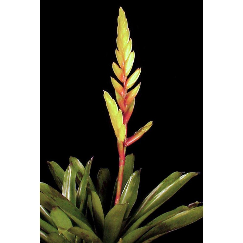 Vriesea ‘Golden Thread’|4.5-inch Pot