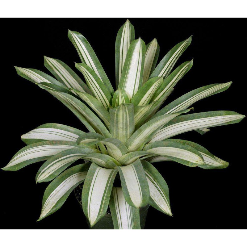 Vriesea pseudoatra ‘Eureka’|Offset