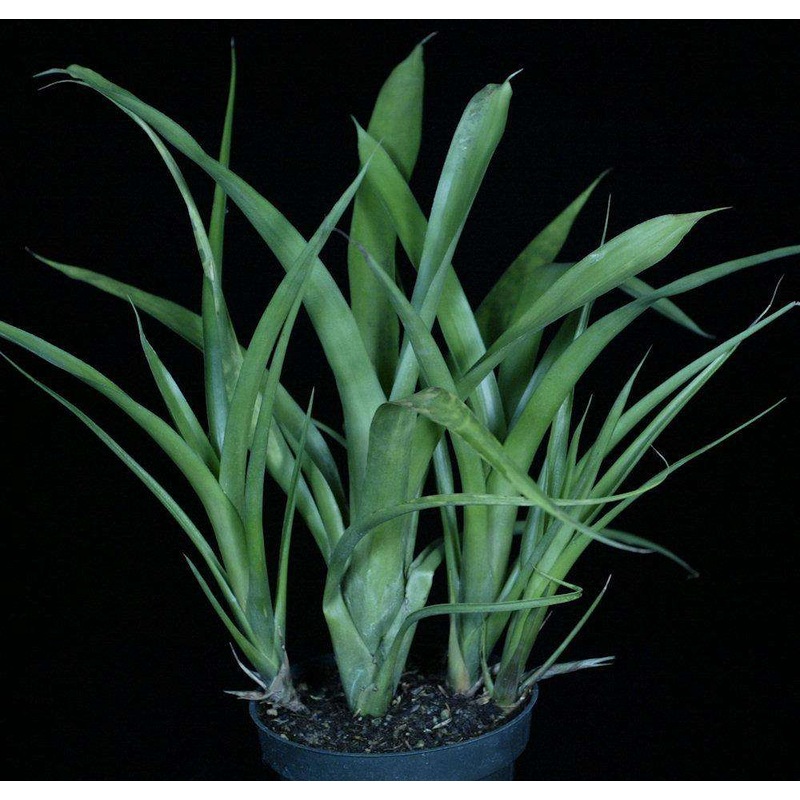 Wittmackia neoregelioides|Offset
