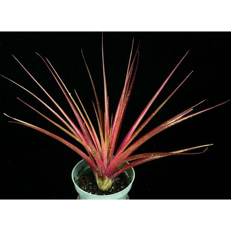 x Sincoregelia ‘Andromeda’|Offset|4.5-inch Pot|6-inch Pot