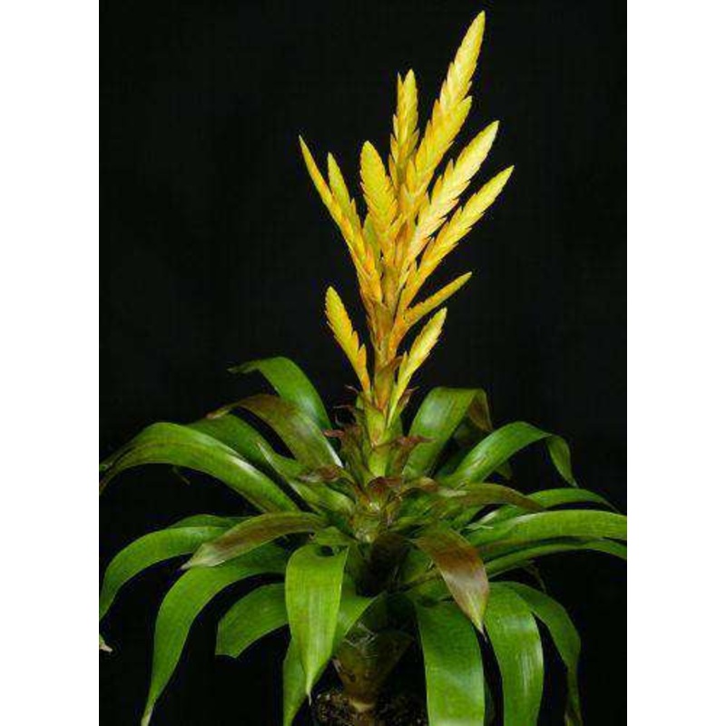 x Vriesgoudaea ‘Stolen Glory’|Offset|6-inch Pot
