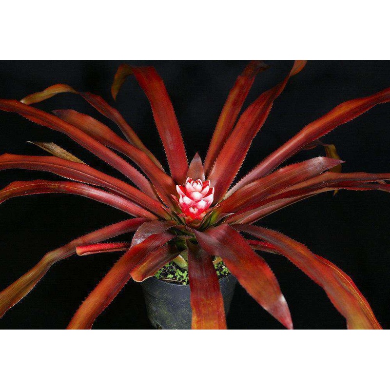 Aechmea nidularioides ‘Rubra’|Offset
