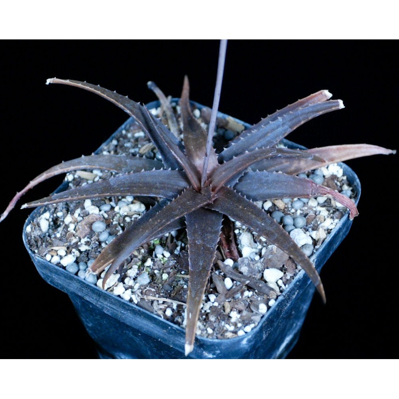Aloe ‘Midnight’|4-inch Pot|8-inch Pot