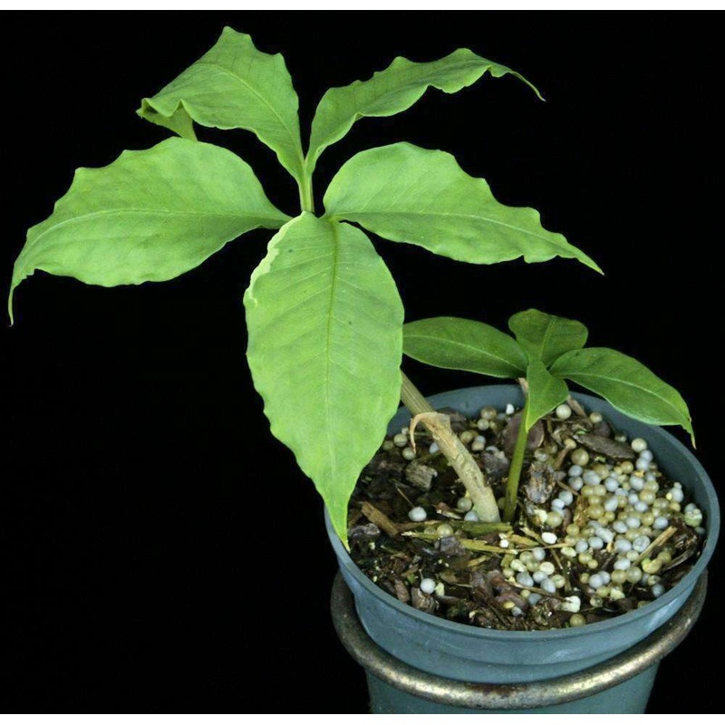 Amorphophallus albospathus Ham