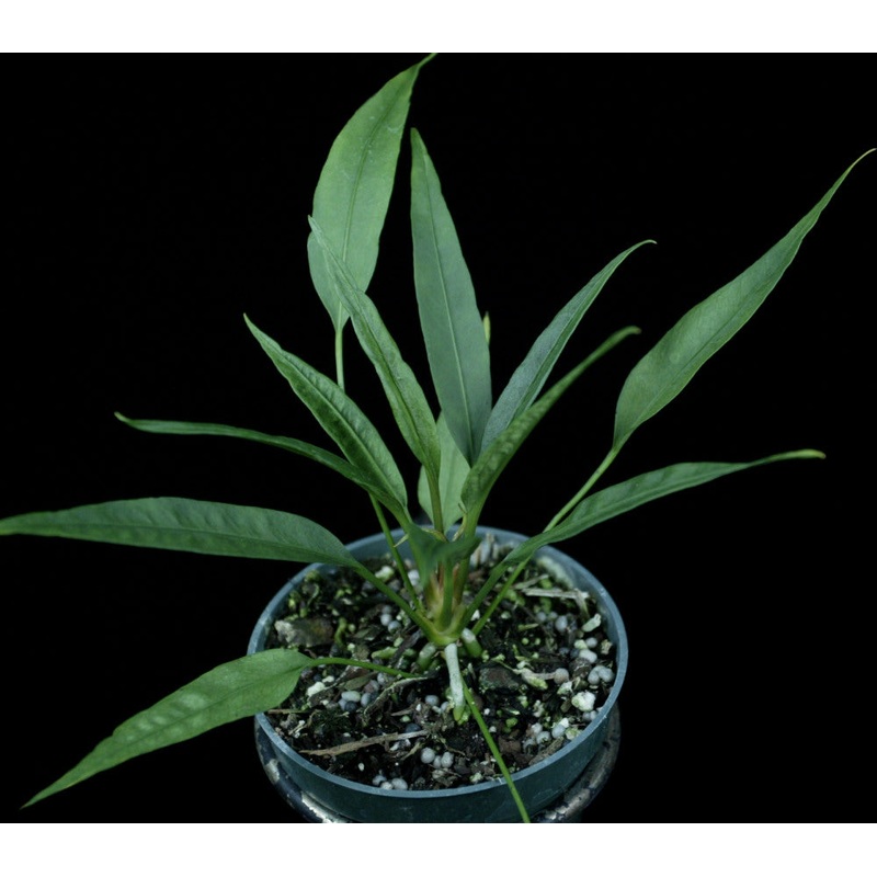 Anthurium fornicifolium SEL82-0565