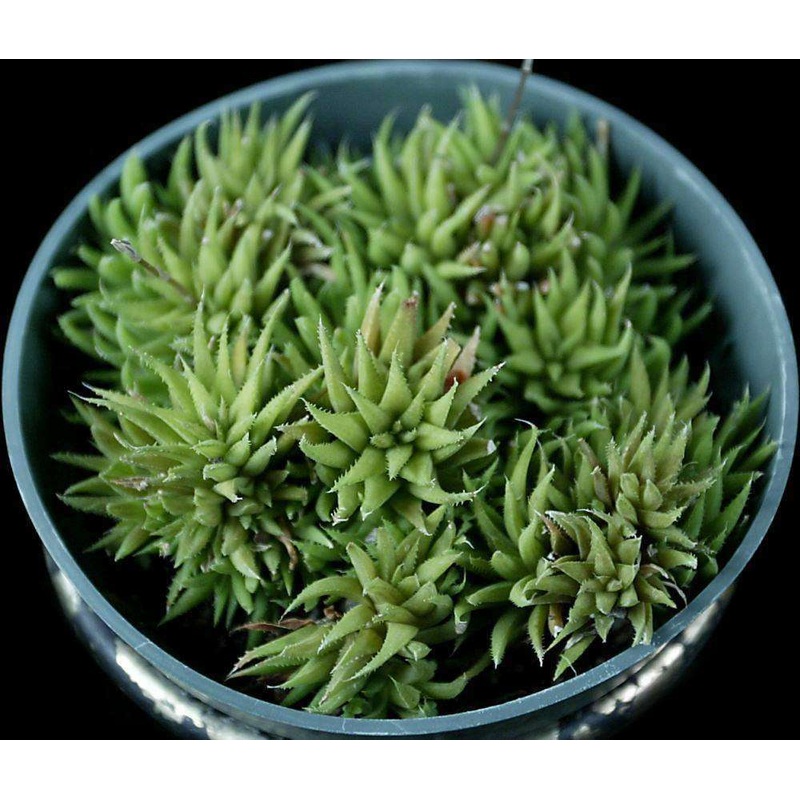 Haworthia chloracantha v. lilliputiana