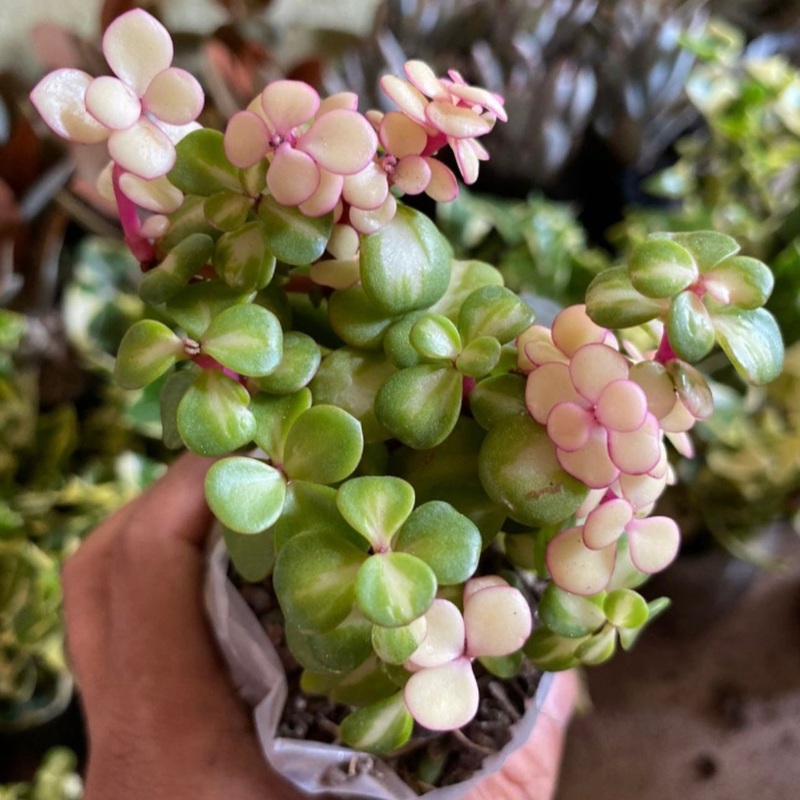 Jade Pink Albino
