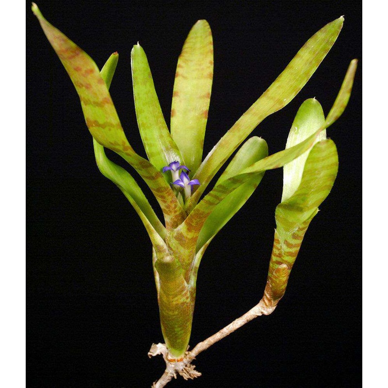 Neoregelia ampullacea ‘New Type’