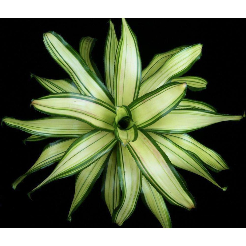 Neoregelia ‘Casablanca’|6-inch Pot|6-inch Pot (Wholesale)
