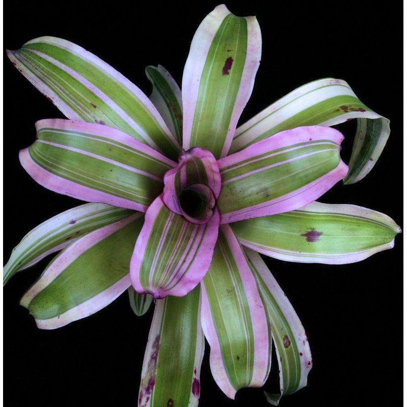 Neoregelia ‘Cyborg’|Offset|6-inch Pot