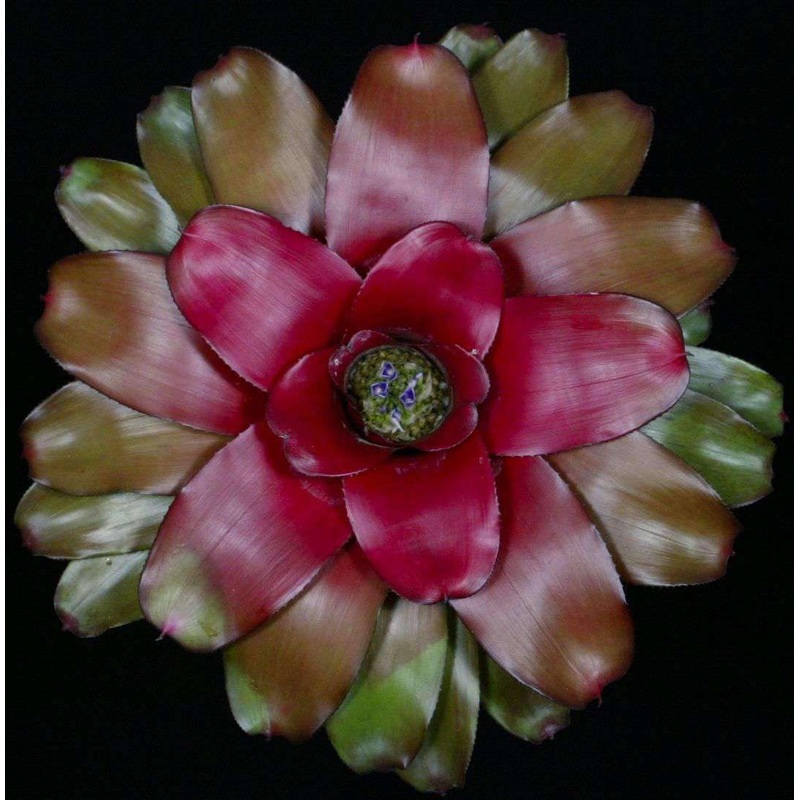 Neoregelia ‘Dear Kylie’ (Paterson)