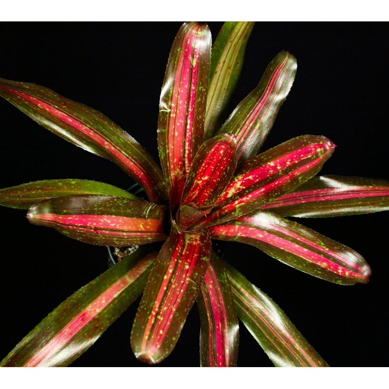 Neoregelia ‘Edite’|6-inch Pot