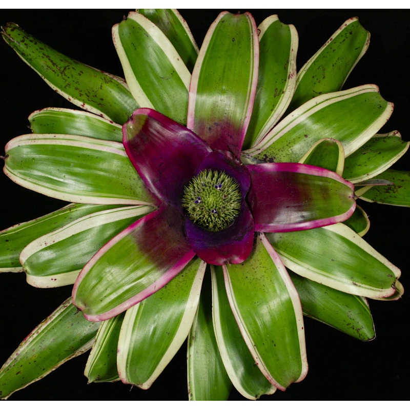Neoregelia ‘First Class’