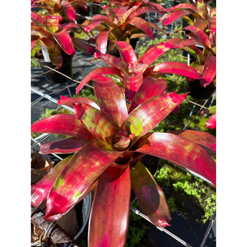 Neoregelia ‘Golden Gate’|6-inch Pot