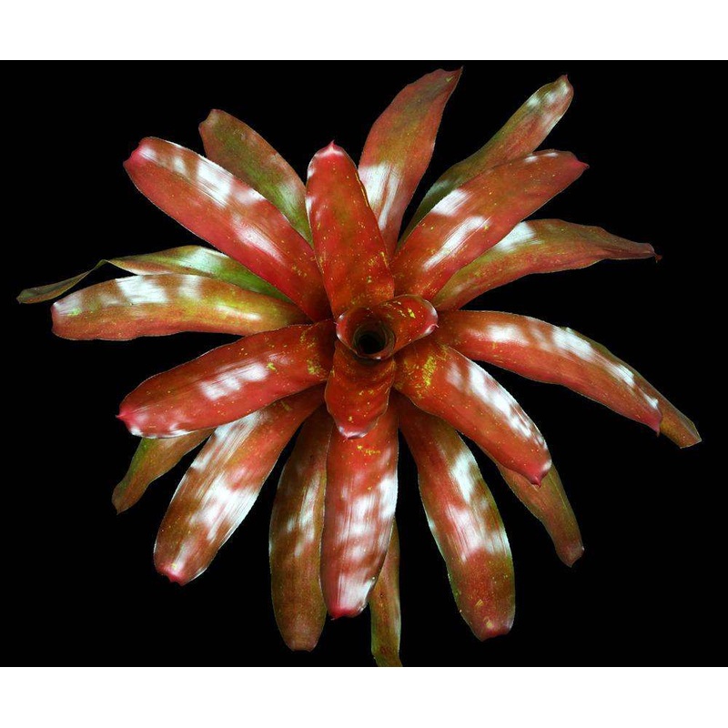 Neoregelia ‘Satellite’|Offset|6-inch Pot|6-inch Pot (WHOLESALEX)