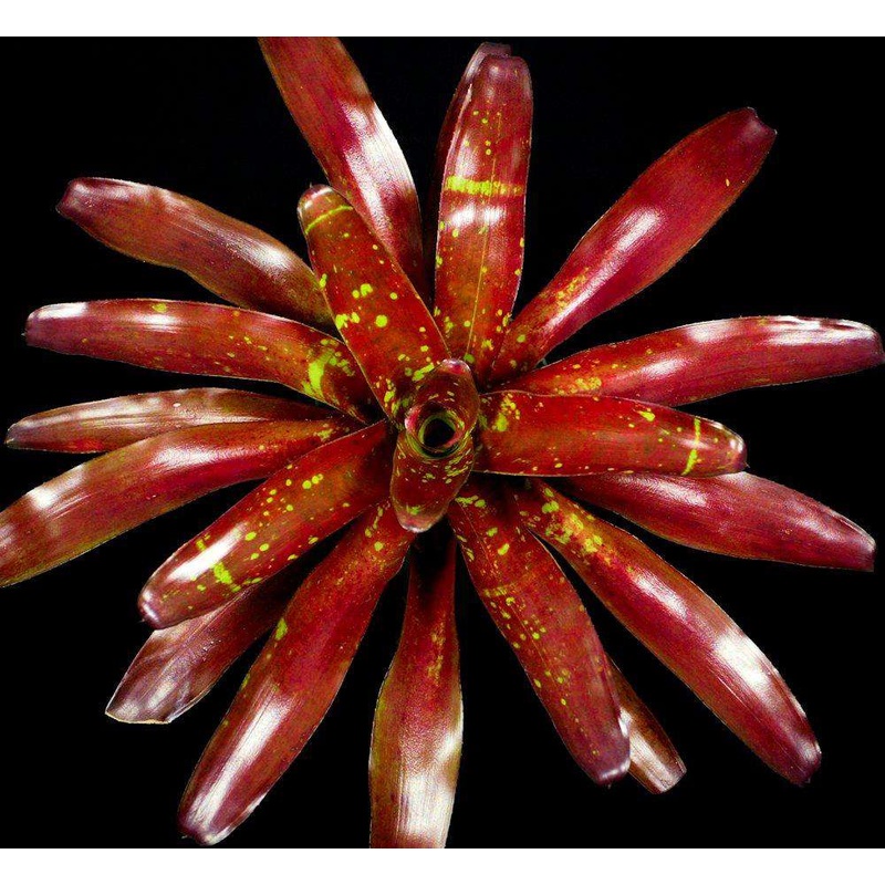 Neoregelia ‘Saturn’|Offset|6-inch Pot|6-inch Pot (WHOLESALEX)