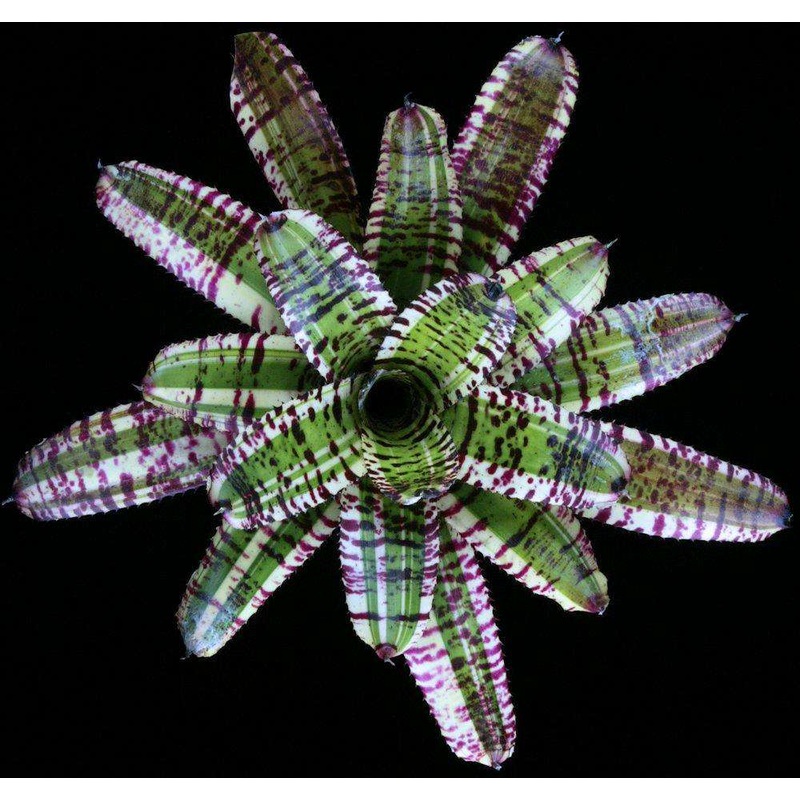 Neoregelia ‘Star Wars’|Offset|6-inch Pot