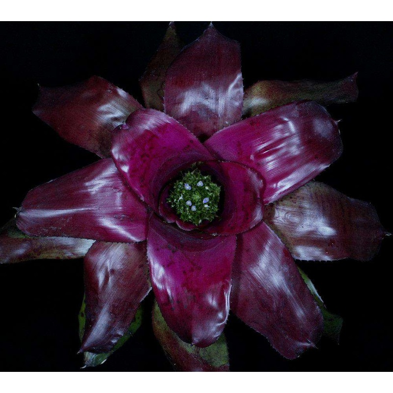 Neoregelia ‘Summer Passion’|Offset
