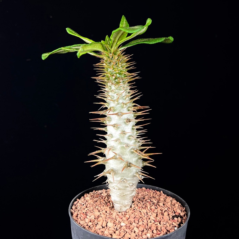Pachypodium ambongense|4-inch Pot