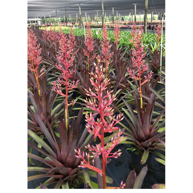 Portea ‘Jungle Book’|Offset|8-inch Pot|9-inch Pot|8-inch Pot (WHOLESALEX)|9-inch Pot (WHOLESALE)