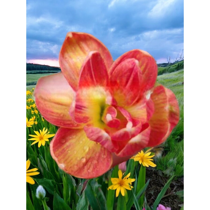 Rain Lily Aparampai