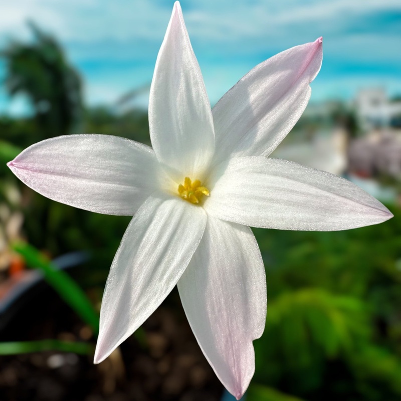 Rain Lily Apertif
