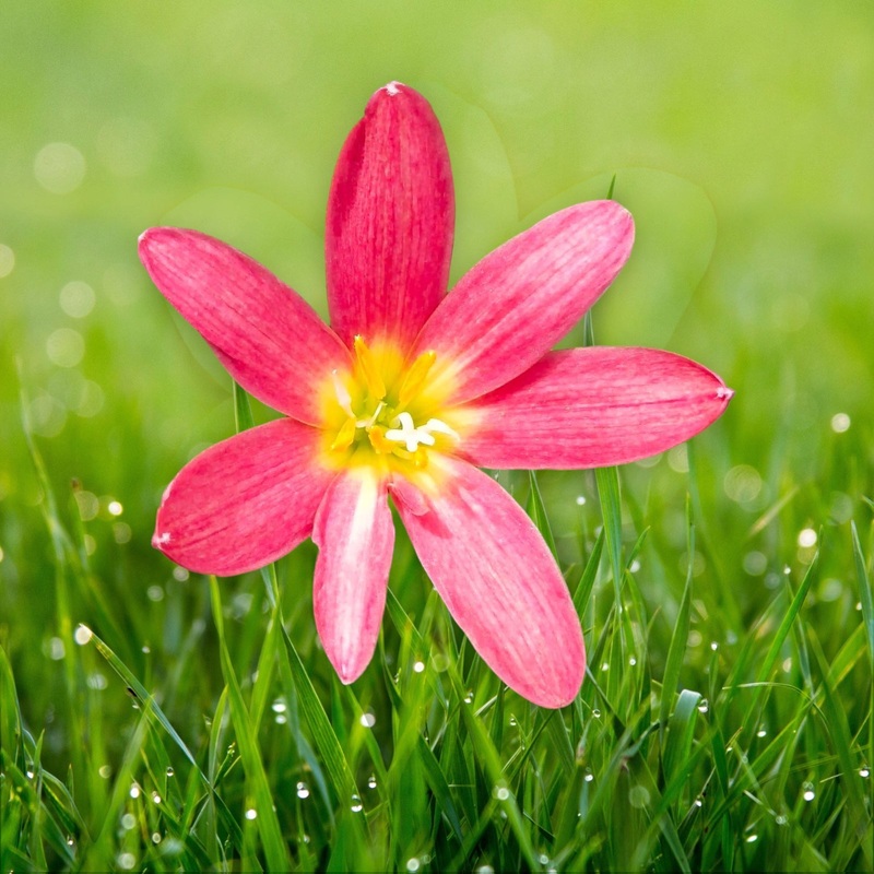 Rain Lily Apple Sunday
