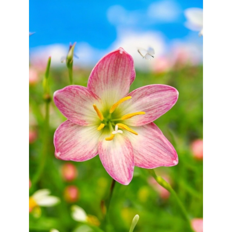 Rain Lily Aurora