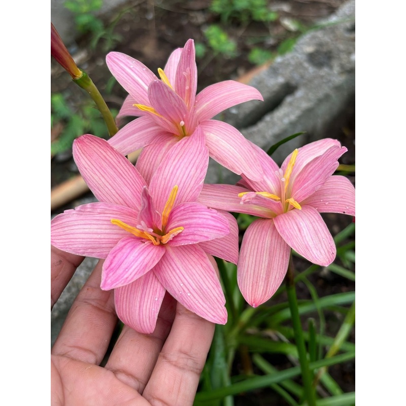 Rain Lily Babys Breath