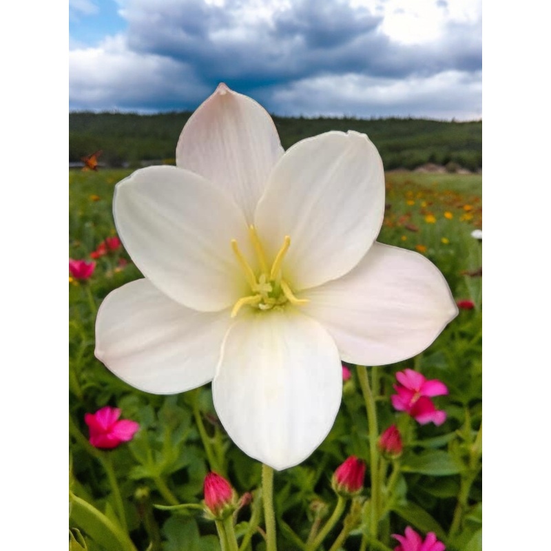 Rain Lily Bay Berry Bell 200