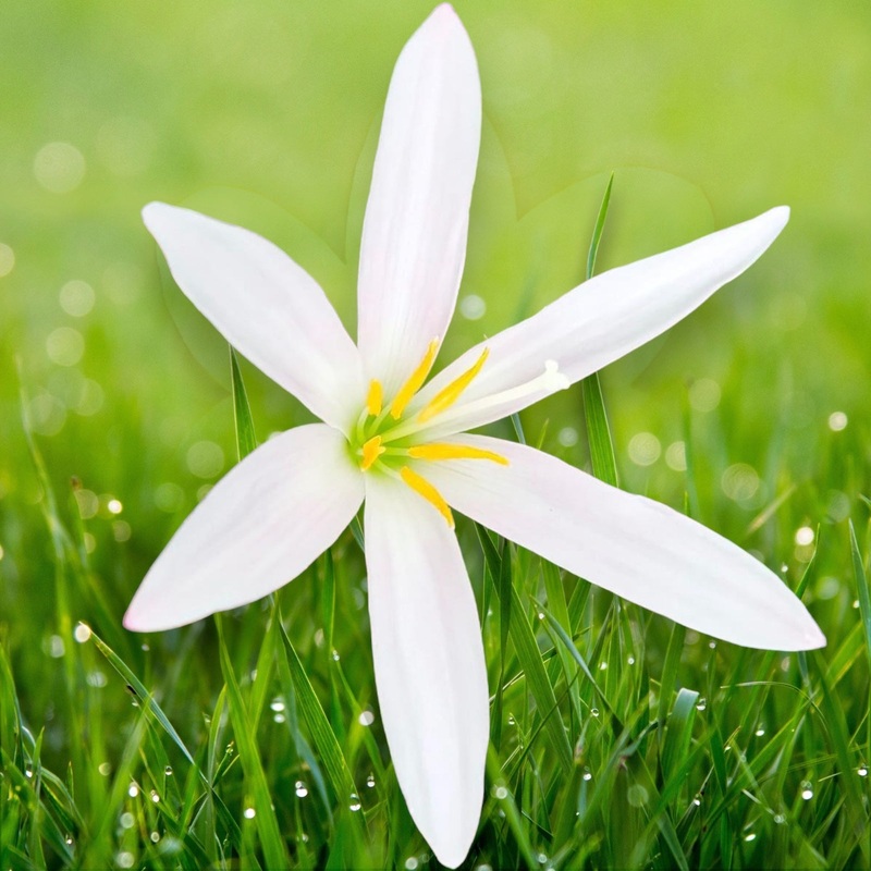 Rain Lily Blush