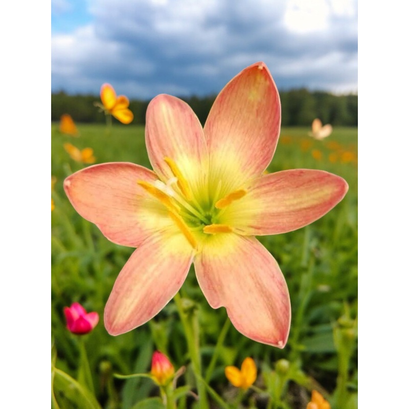 Rain Lily Bright eyes