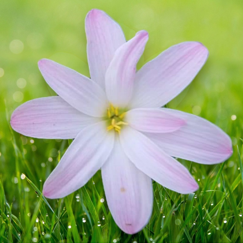 Rain Lily Bubble