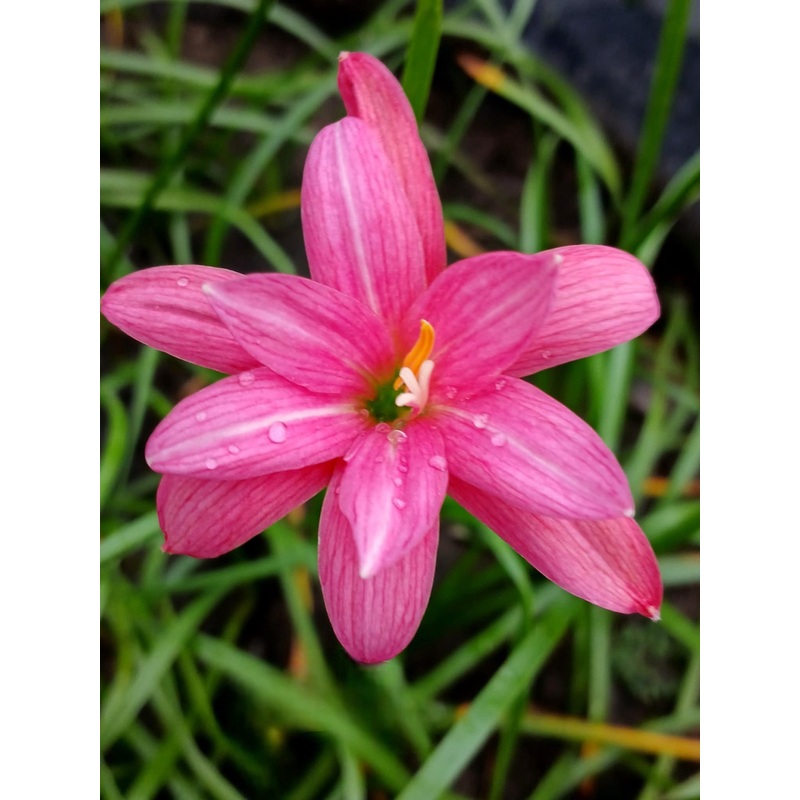 Rain Lily Budsaba