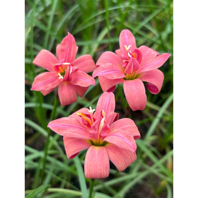 Rain Lily Chanchai 300