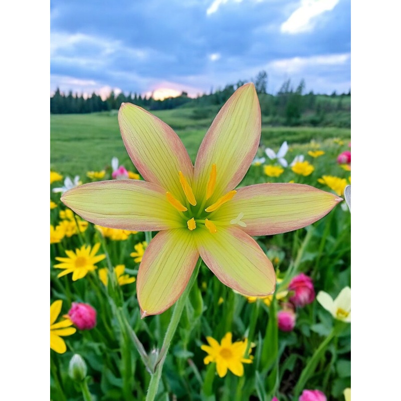 Rain Lily Chandan