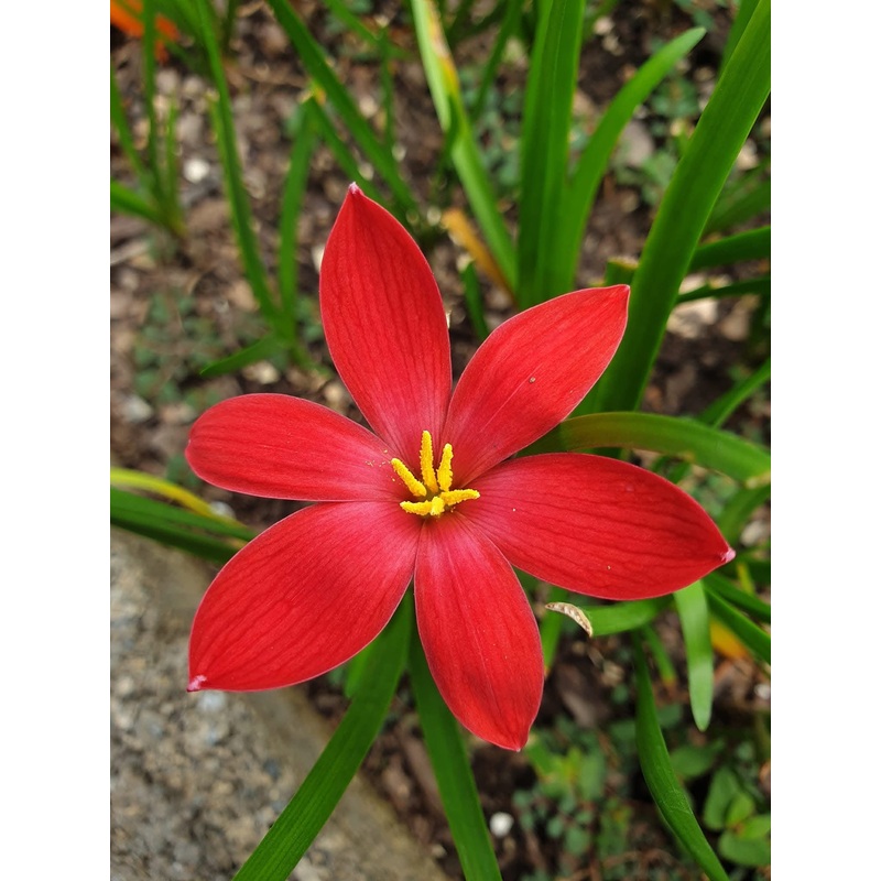 Rain Lily Chinese buffet (slender petals)