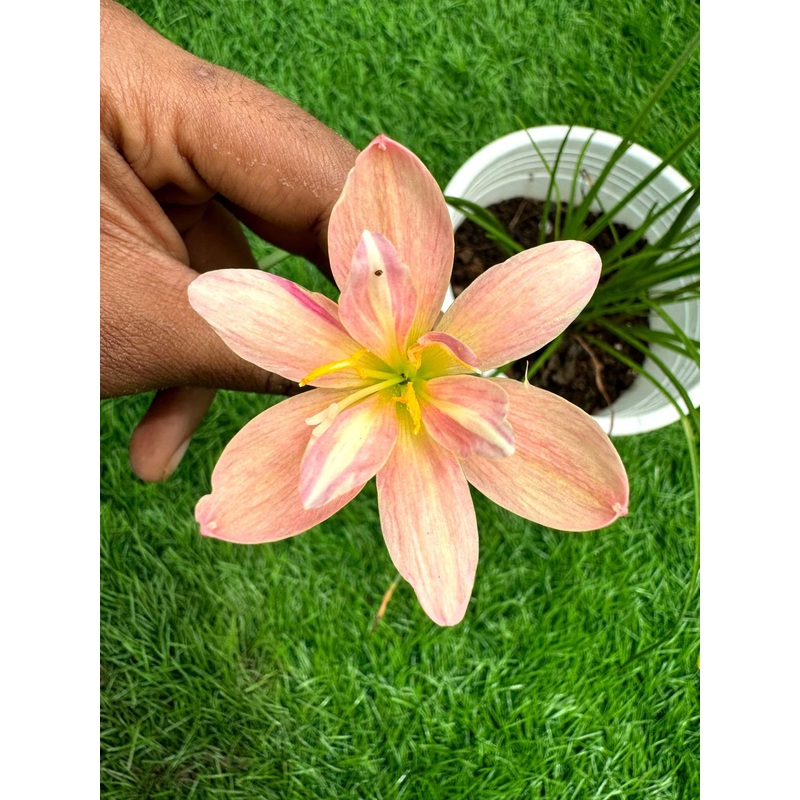 Rain Lily CHONTEE