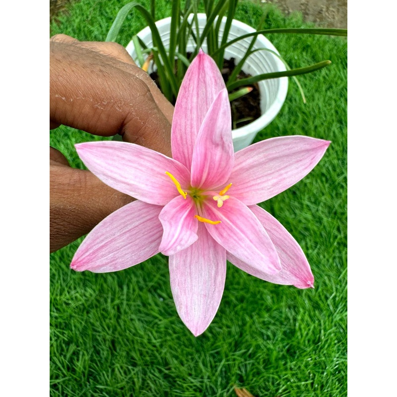 Rain Lily Chorkaew 400