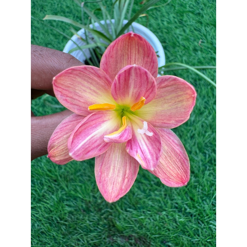 Rain Lily cissy flowery
